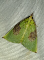 Paramacna arnea