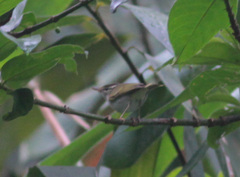 Phylloscopus tenellipes