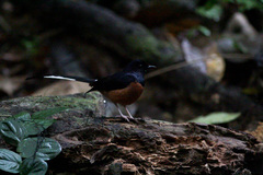 Copsychus malabaricus