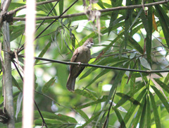 Alophoixus ochraceus