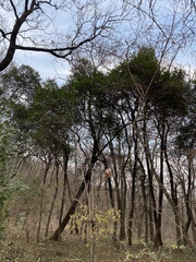 Ligustrum lucidum