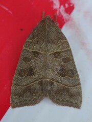 Ipimorpha pleonectusa