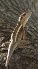 Lophognathus gilberti