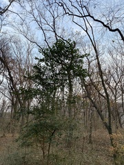 Ligustrum lucidum