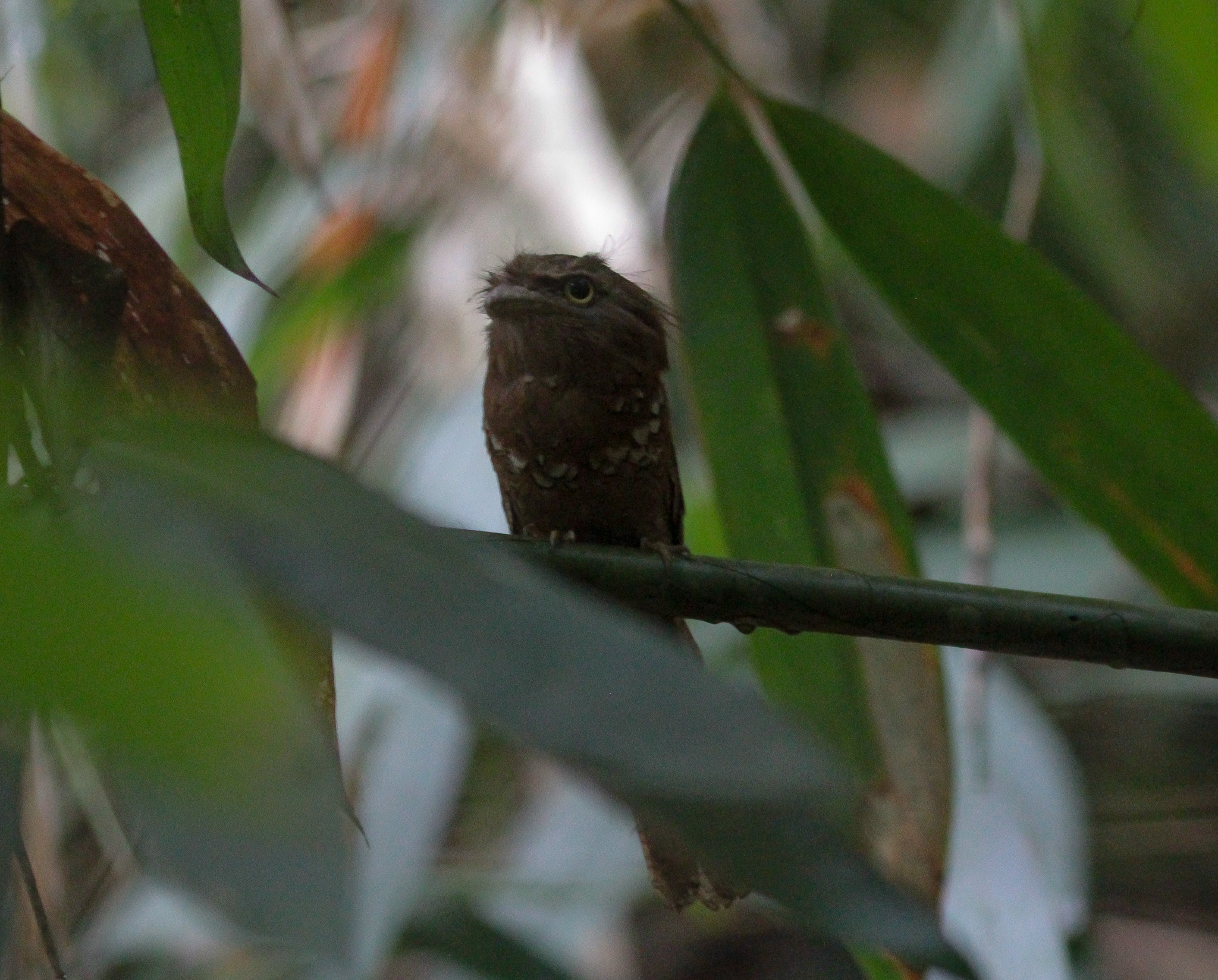 Blyth's Frogmouth (Batrachostomus affinis), photo 2