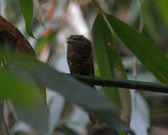 Batrachostomus javensis