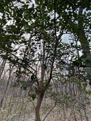 Ligustrum lucidum
