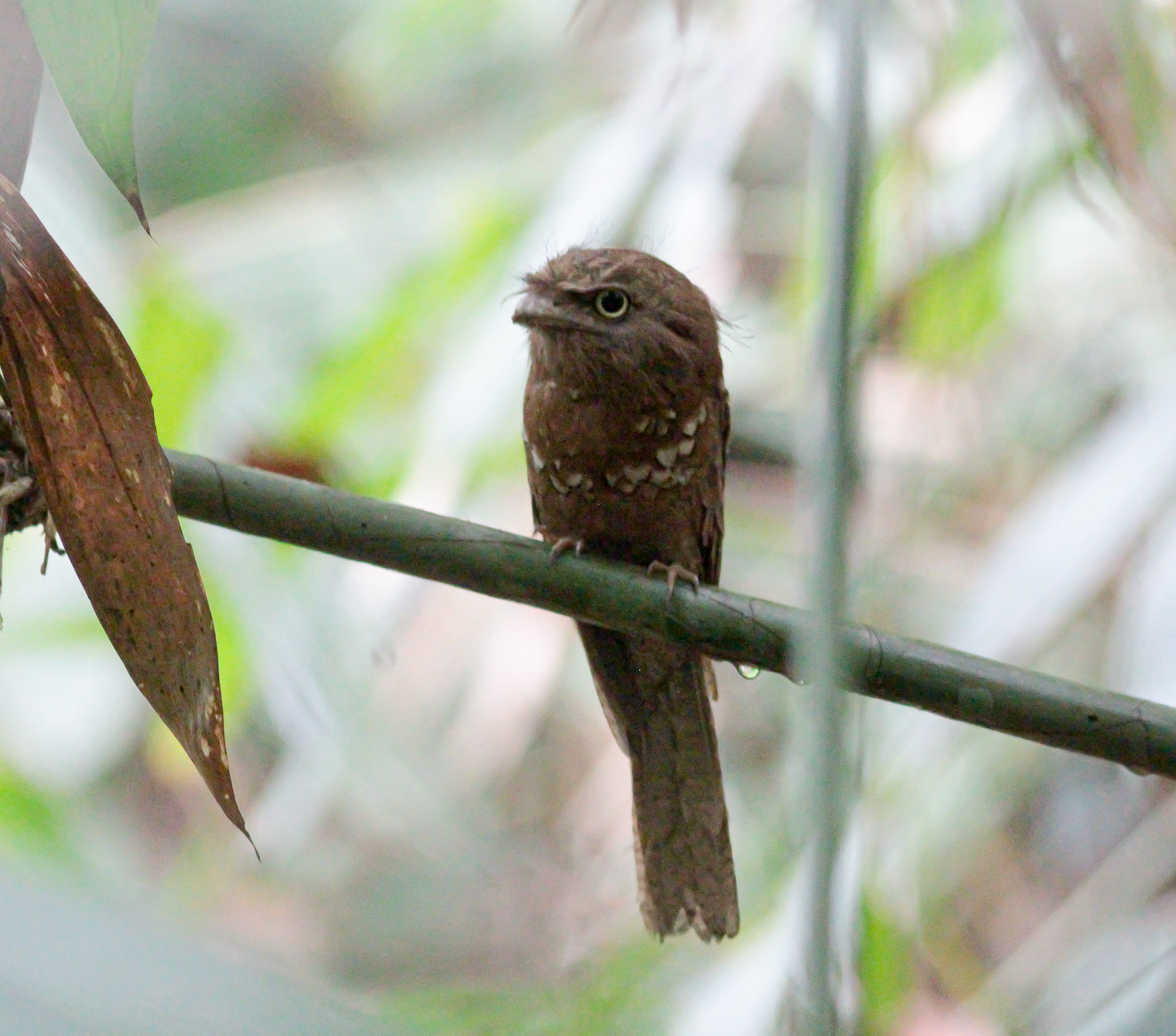 Blyth's Frogmouth (Batrachostomus affinis), photo 1
