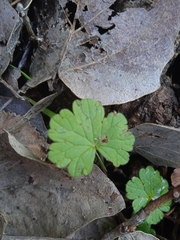 Geranium rotundifolium