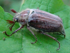 Melolontha hippocastani