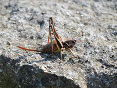 Pholidoptera aptera karnyi