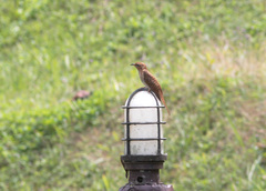 Cacomantis merulinus