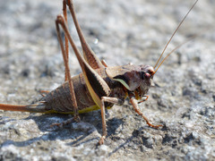 Pholidoptera aptera karnyi