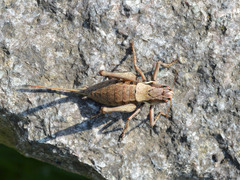 Pholidoptera aptera karnyi