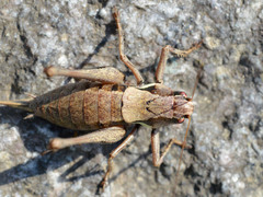 Pholidoptera aptera karnyi