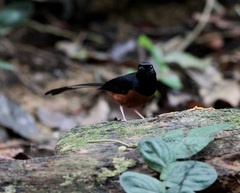 Copsychus malabaricus