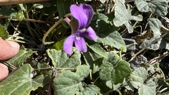 Viola confusa