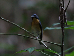 Cyornis magnirostris