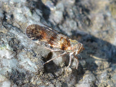 Cixius