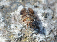 Cixius