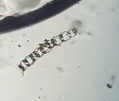 Sphagnum subsecundum