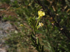 Oenothera oakesiana