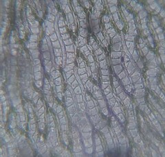 Sphagnum subsecundum