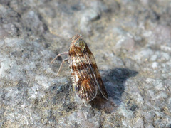 Cixius