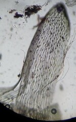 Sphagnum subsecundum