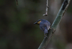 Cyornis magnirostris