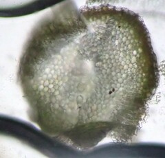 Sphagnum subsecundum