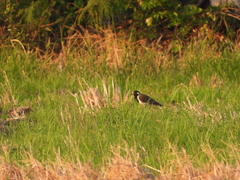 Vanellus indicus atronuchalis