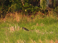 Vanellus indicus atronuchalis