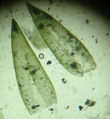 Sphagnum subsecundum