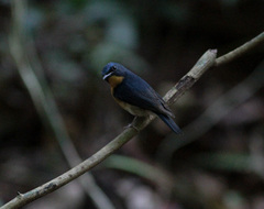 Cyornis magnirostris