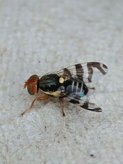 Rhagoletis cingulata