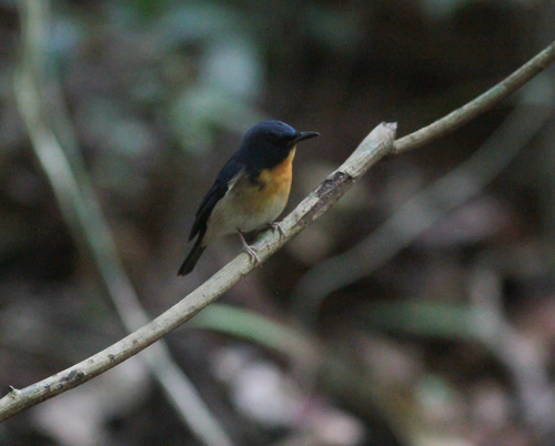 Large Blue Flycatcher (Cyornis magnirostris), photo 9