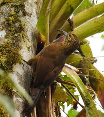 Xiphocolaptes promeropirhynchus