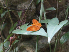Chersonesia rahria