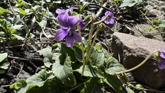 Viola confusa