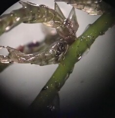 Sphagnum subsecundum