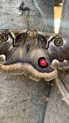 Polythysana cinerascens