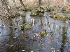 Sphagnum subsecundum