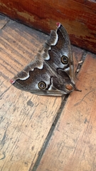 Polythysana cinerascens