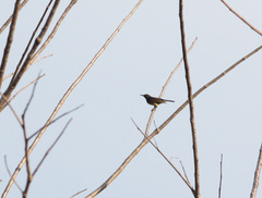Anthreptes malacensis