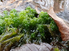 Sphagnum subsecundum