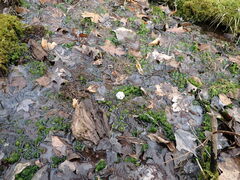 Sphagnum subsecundum