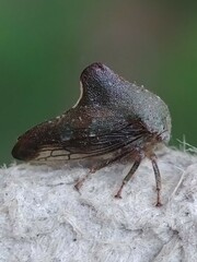 Telamona monticola
