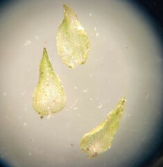 Sphagnum subsecundum