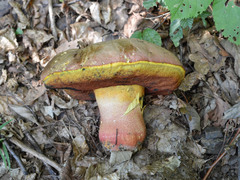 Rubroboletus rhodoxanthus